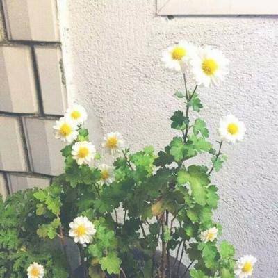 百狗道士手游